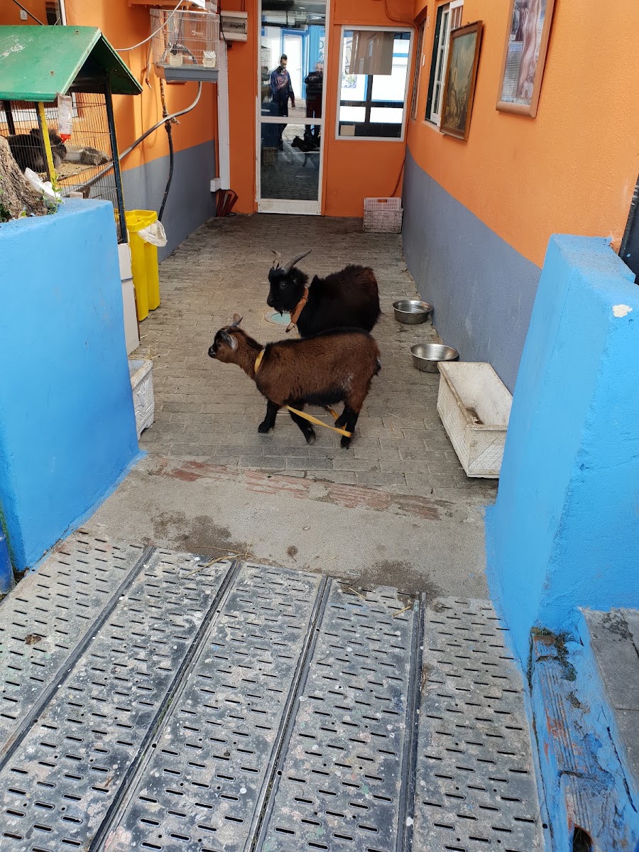 Lisboa & Amorim, Lda foto 3