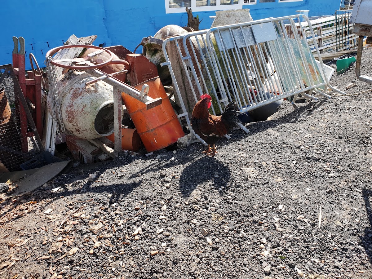 Lisboa & Amorim, Lda foto 6