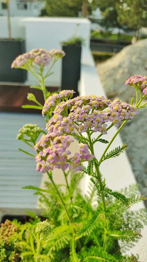 CGD Atelier Garden Design foto 9